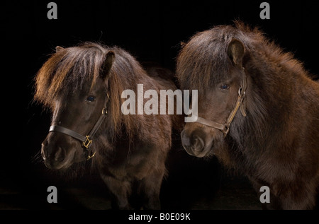 Deux poneys Shetland en éclairage studio atmosphérique Banque D'Images