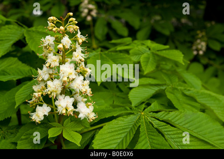 Horse Chestnut Tree blossom (Aesculus) hippocastranum , Royaume-Uni. Banque D'Images