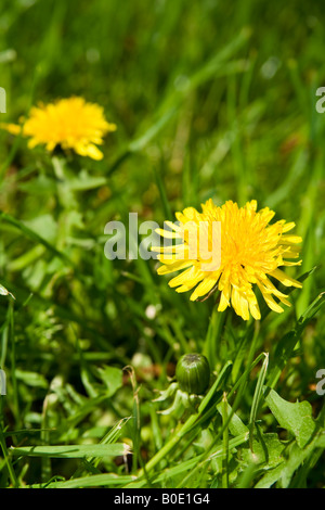 Le pissenlit (Taraxacum officinale), Royaume-Uni. Banque D'Images