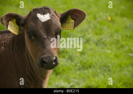 Jeune veau laitier avec étiquettes d'oreilles jaune d'identification ID pour standing in field dans l'ouest du pays de Galles Banque D'Images