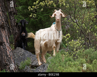 Chèvre domestiquée dans rocky woodland près de Marmaris mugla turquie Banque D'Images