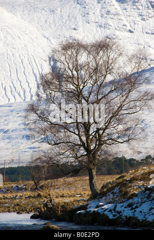 Un arbre par une rivière avec les montagnes enneigées en arrière-plan Banque D'Images