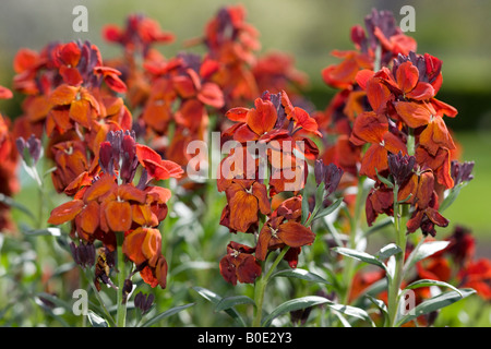 Giroflée (Erysimum cheiri Egée) Banque D'Images