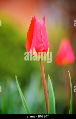 Tulip Banque D'Images