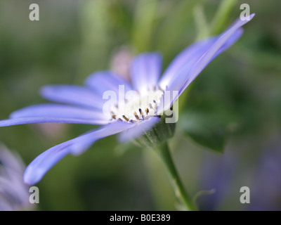 Senetti lilas en fleur jardin Banque D'Images