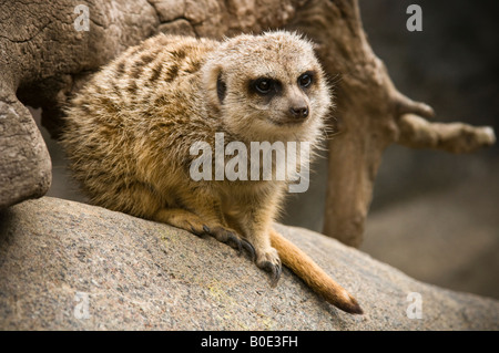 Un Meerkat assis sur rock Banque D'Images