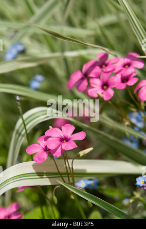 L'Oxalis rose en fleur, UK Banque D'Images