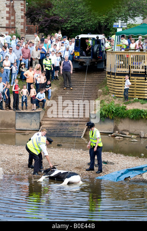 La noyade de chevaux Appleby Fair 2007 19 Banque D'Images