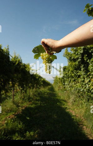 Vendanges - Spessa di Cividale Colli orientali del Friuli Italia Banque D'Images