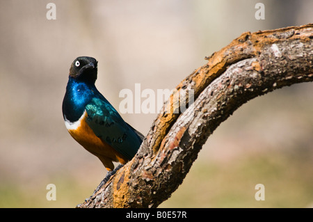 Superbe Starling sur branch joliment encadrée Banque D'Images