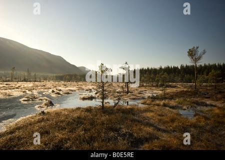 Invereshie et Inshriach National Nature Reserve, Highlands, Scotland Banque D'Images