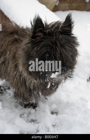 Cairn Terrier bringé rouge chien dans la neige en face de neige Banque D'Images