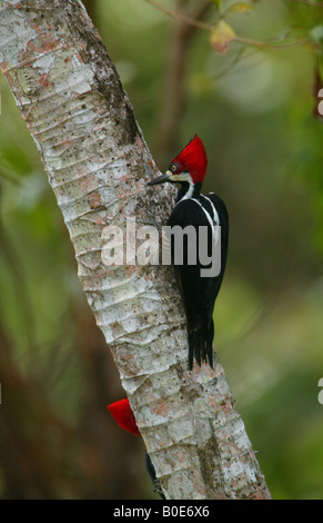 Crimson-crested woodpecker, cendré Campephilus, dans les 265 hectares du parc métropolitain de la forêt tropicale, République du Panama.