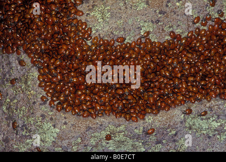 Les coccinelles (les coccinelles) (Hippodamia convergens) Le sud de l'Arizona - Congrégation Banque D'Images