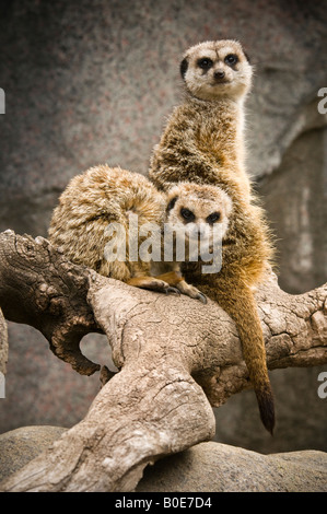 Deux suricates sur log Banque D'Images