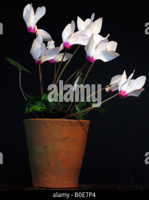 Pot en terre cuite de Cyclamen Banque D'Images