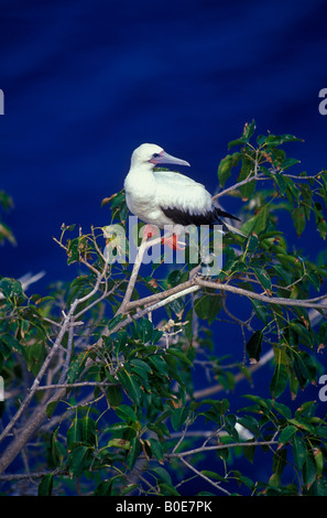 Fou à pieds rouges (Sula sula ) Antigua Antilles - Perché sur branch Banque D'Images