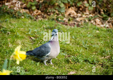 Scène Printemps Hyde Park, portrait d'un pigeon par permanent, la jonquille vert herbe pelouse, centre de Londres, Grande-Bretagne, Royaume-Uni, Europe Banque D'Images