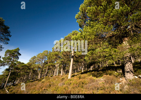 Invereshie et Inshriach National Nature Reserve, Highlands, Scotland Banque D'Images