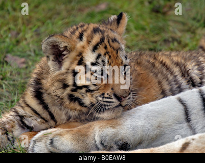 Amur Tiger Cub (Panthera tigris altaica) assis avec la mère Banque D'Images