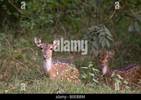 Spotted Deer dans la jungle dans le Parc National de Nagarhole en Inde du sud. Banque D'Images