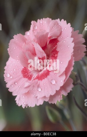 Dianthus 'Doris' AGM (rose) Banque D'Images