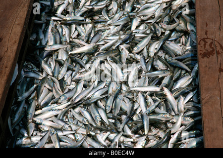 Collection de poissons sardine dans un bateau Banque D'Images