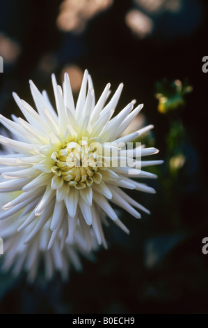 Dahlia fleurs en fleurs Banque D'Images