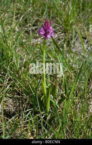 Anacamptis pyramidalis - Orchidée pyramidale, sud-Touraine, France. Banque D'Images