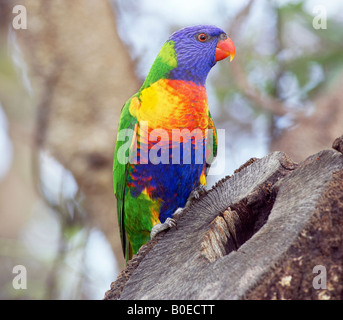 Rainbow Lorikeet Trichoglossus moluccanus perroquet ( ) perché à côté de son nid creux. L'Australie Banque D'Images