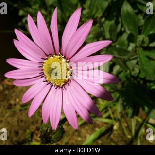 Daisy - Sunburst variété rose Banque D'Images