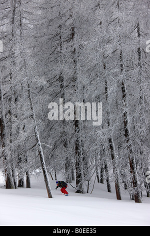 Snowboarder rides off piste par de grands pins. Banque D'Images