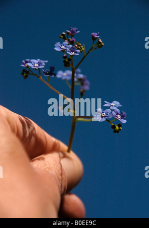 Une tige de bois à fleurs oublier -moi-pas. ( Myosotis sylvatica) tenue à la main. Banque D'Images