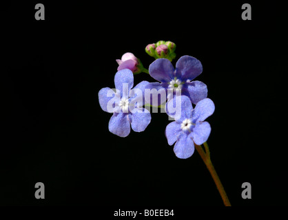 Bois floraison oublier -moi- non. ( Myosotis sylvatica) Banque D'Images