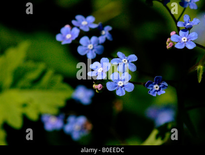 Bois de floraison -oubliez moi-pas. ( Myosotis sylvatica) Banque D'Images