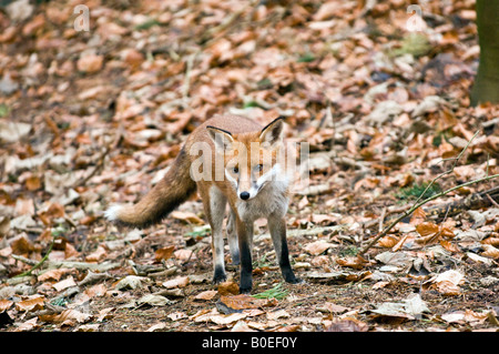 Le renard roux (Vulpes vulpes) parmi les feuilles mortes Banque D'Images