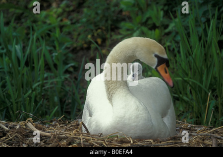 Mute Swan (Cygnus olor) France - avec les jeunes - Originaire d'eurasie mute pas réellement Banque D'Images
