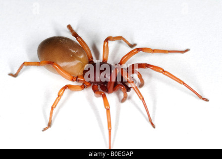 Araignée Dysdera crocata le cloporte est une espèce d'araignée qui se nourrit exclusivement de cloportes Banque D'Images