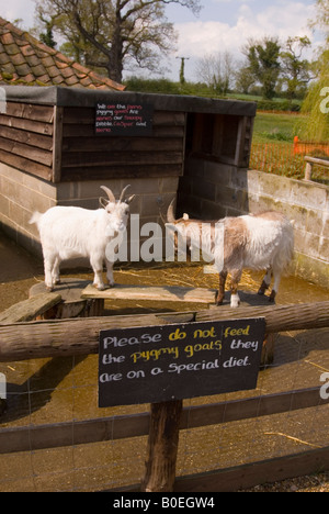 Chèvres pygmées à Wroxham Barns à Norfolk, UK Banque D'Images