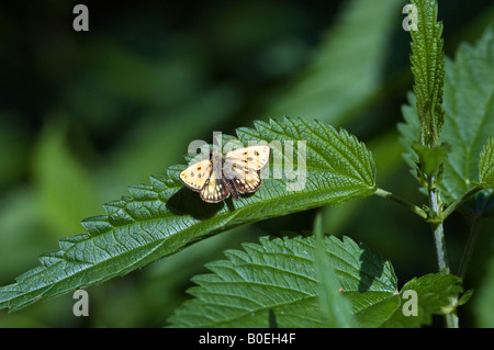 Mâles du skipper à damier (papillon) silvicolus Carterocephalus Banque D'Images