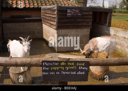 Chèvres pygmées à Wroxham Barns à Norfolk, UK Banque D'Images