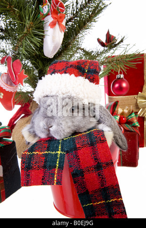 Noël mignon mini gris bébé lapin bélier wearing hat en vertu de l'arbre de Noël avec des cadeaux isolé sur fond blanc Banque D'Images