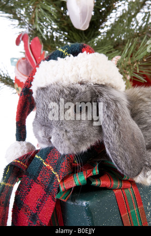 Noël mignon mini gris bébé lapin bélier wearing hat en vertu de l'arbre de Noël avec des cadeaux isolé sur fond blanc Banque D'Images