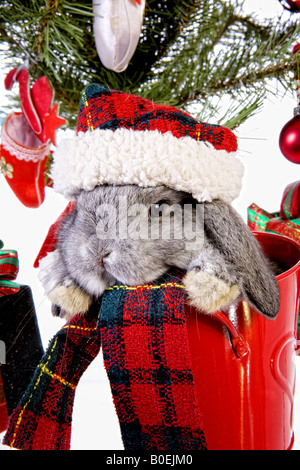 Noël mignon mini gris bébé lapin bélier wearing hat en vertu de l'arbre de Noël avec des cadeaux isolé sur fond blanc Banque D'Images