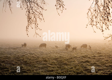 Brebis et d'agneaux de printemps sur les niveaux Someset Banque D'Images