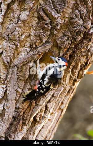 Nidification Pic fait trou dans du peuplier Hampstead London United Kingdom Banque D'Images