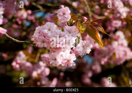 English cherry blossom Banque D'Images