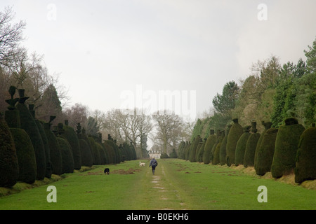 Femme entre chiens à travers l'Avenue Yew Tree une collection de clippage des ifs dans Clipsham Lincolnshire UK Banque D'Images