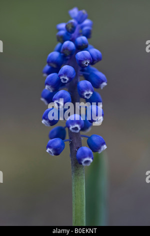 Blue Grape Hyacinth Muscari armeniacum fleur sur fond flou flou vue de face gros plan personne vertical en Ohio USA US haute résolution Banque D'Images