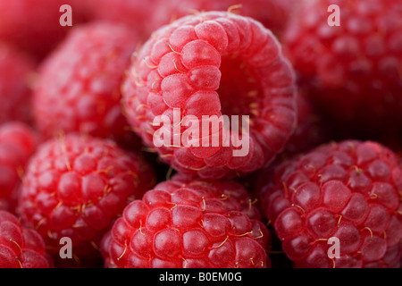 Framboises Londres Angleterre Royaume-Uni Banque D'Images